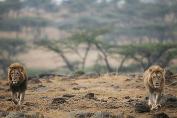 3 Days Masai Mara Kenya Road Safari Package from Nairobi